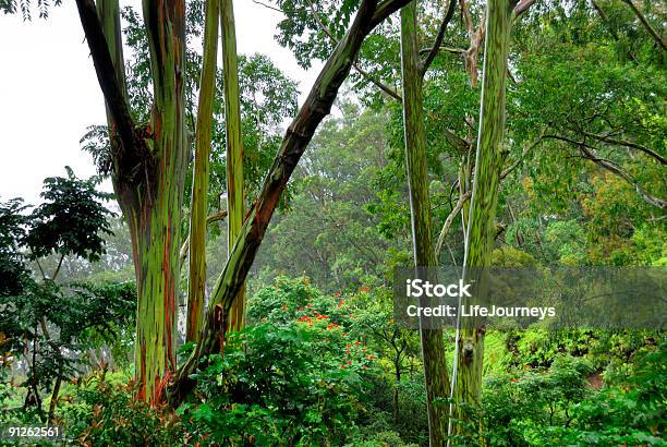 Rainbow Los Árboles En El Bosque De Eucaliptos Foto de stock y más banco de imágenes de El Jardín del Edén - El Jardín del Edén, Bosque, Eucalipto deglupta