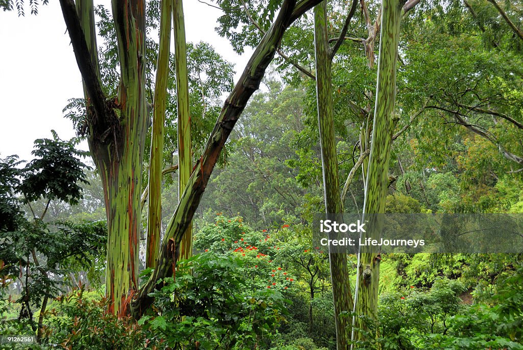 Rainbow eucaliptos na floresta tropical - Foto de stock de Jardim do Éden royalty-free