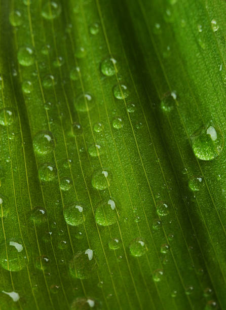 istock Close up of droplets on a leaf - shallow DOF 91262669