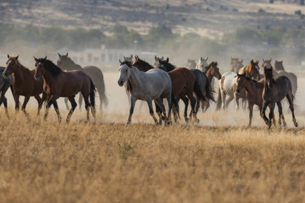 istock Herd of Wild Horses 912628802