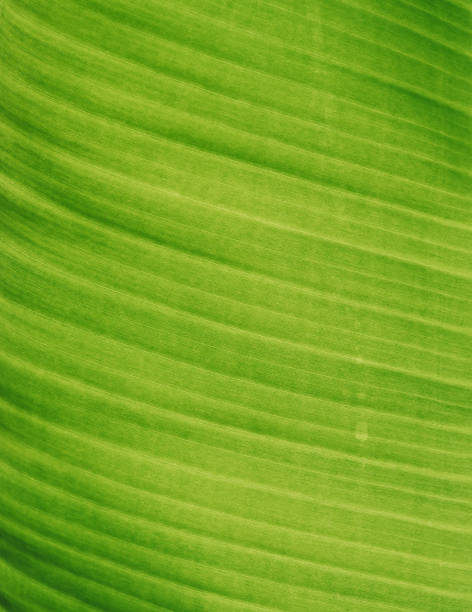 istock Close - up of green leaf and banana leaf 912629206