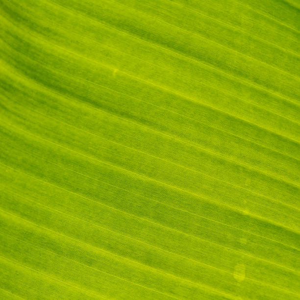 istock Green leaf texture and background from banana leaf. 912629984