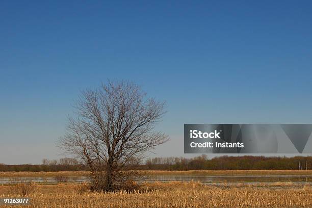 Foto de Árvore Solitária e mais fotos de stock de Azul - Azul, Azul claro, Céu - Fenômeno natural