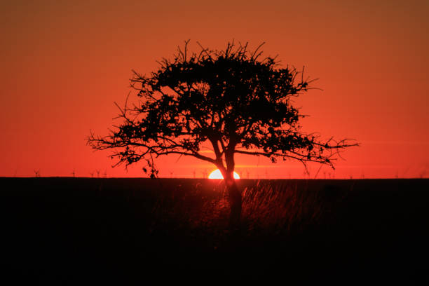 un resplandor del árbol - 2844 fotografías e imágenes de stock