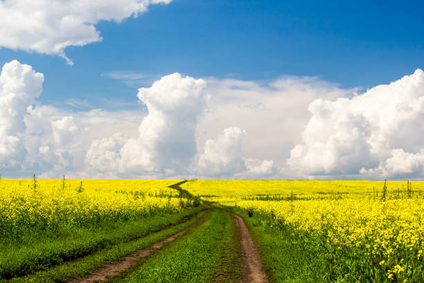 istock Rural dirt road under blue sky with clouds 912637122