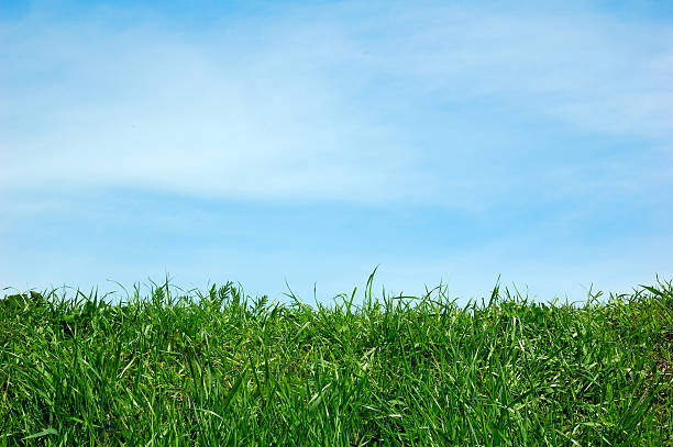 istock Green field and a blue sky with clouds 91263740