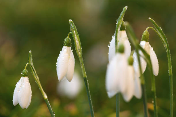 istock Galanthus Nivalis After The Rain 912640396