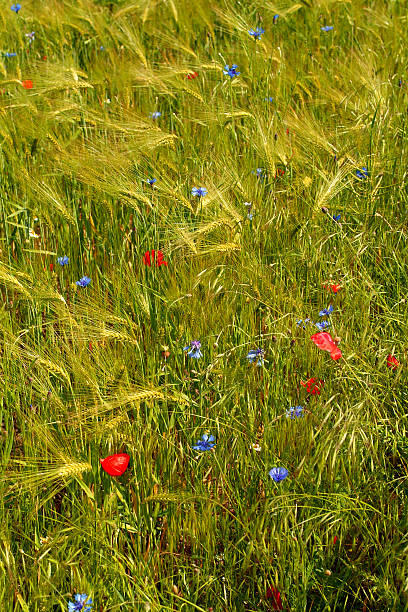 Cтоковое фото Пшеничное поле с яркими цветами