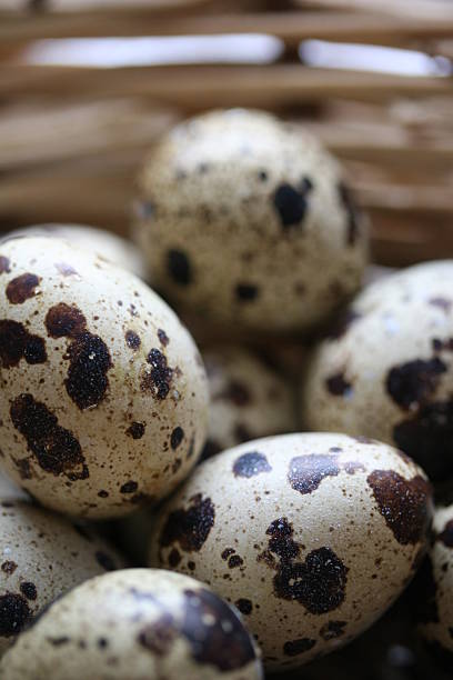 MIxed quails em uma cesta de ovos - foto de acervo