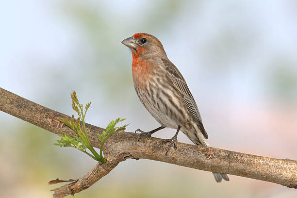 istock House Finch 91264417