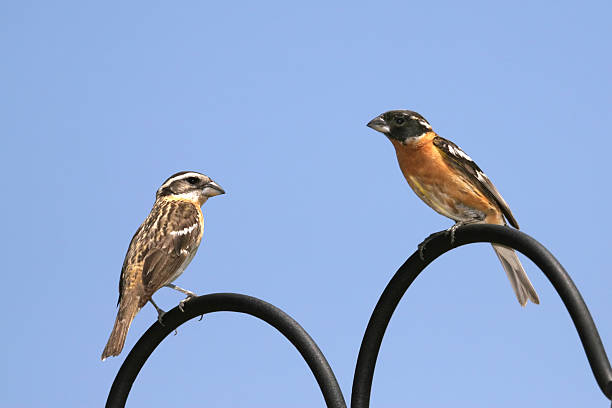 черный головокружение grosbeaks - blackheaded стоковые фото и изображения