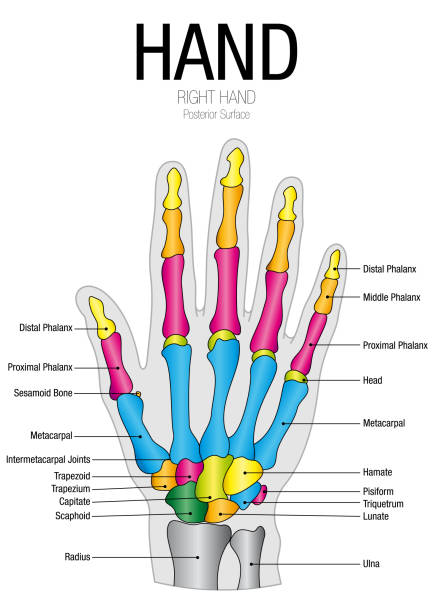 wykres powierzchni tylnej strony ręcznej z nazwą części na białym tle - metacarpal stock illustrations