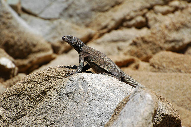 istock Santa Catalina chuckwalla, Sauromalus klauberi 91264548