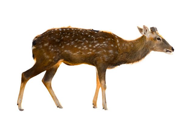 baby deer isolated in white background