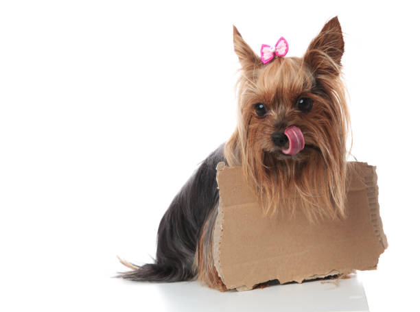 istock hungry little yorkshire terrier licking its nose i 912645814