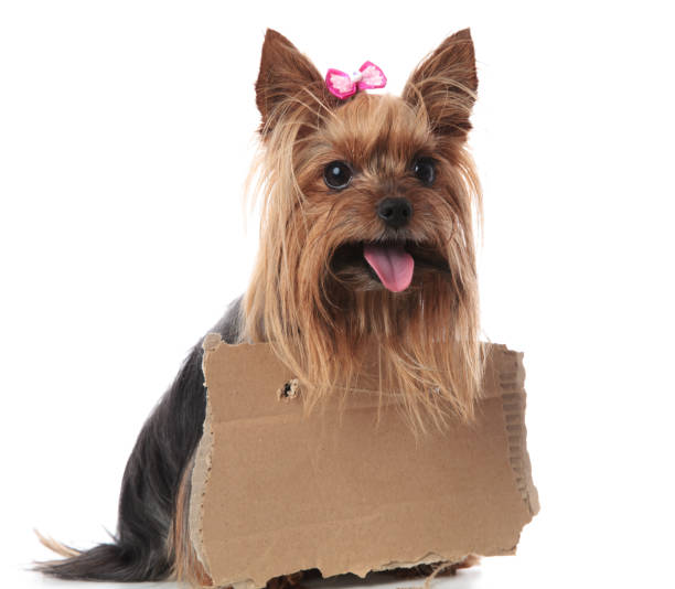 istock happy yorkshire terrier wearing a sign at its neck 912645838