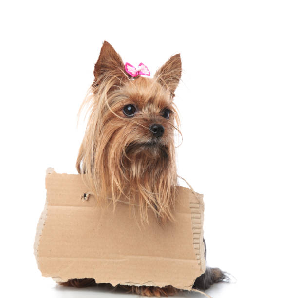 istock cute sad yorkshire terrier begging for food, 912645862