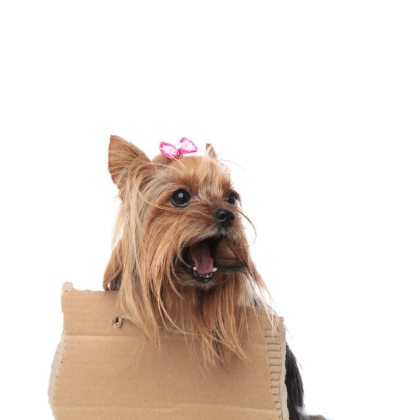 istock homeless yorkshire terrier screaming for help while wearing a sign 912645898
