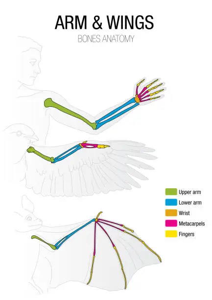Vector illustration of Comparison of the bones of the bat, bird and man