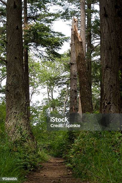 Wald Trail Stockfoto und mehr Bilder von Amerikanische Rotkiefer - Amerikanische Rotkiefer, Borealer Wald, Anführen