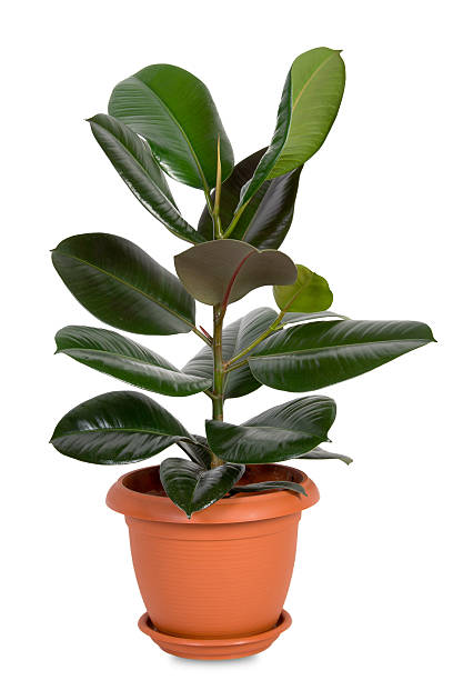 istock Home plant in flowerpot 91264843