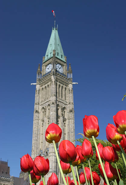 istock Peace Tower, Parliament of canada, Tulips 91264887
