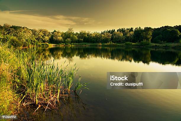 Lago In Estate Calda - Fotografie stock e altre immagini di A mezz'aria - A mezz'aria, Acqua, Albero