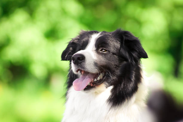 istock Portrait of border collie 912649370