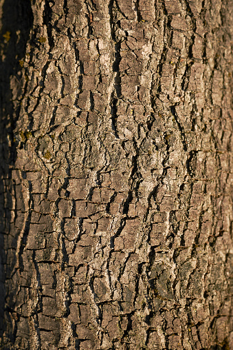 Tree trunk on white background.