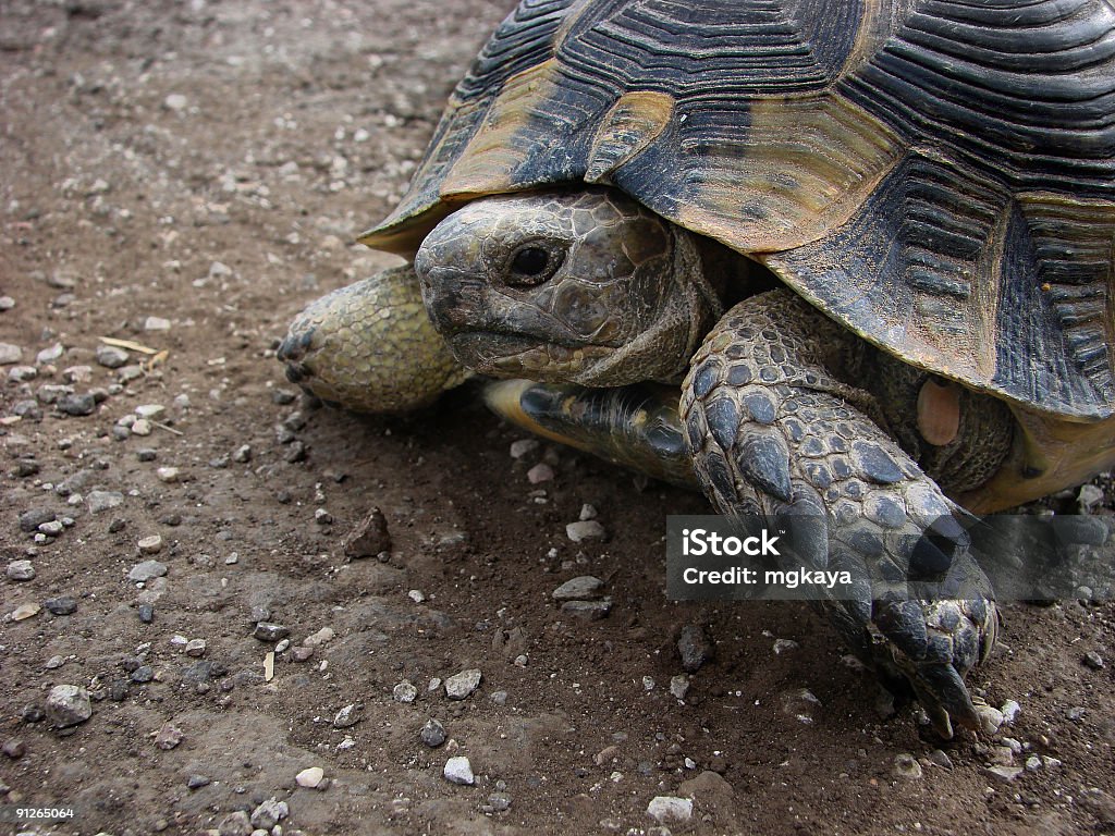 Turtle Animal Stock Photo Turtle Animal Stock Photo