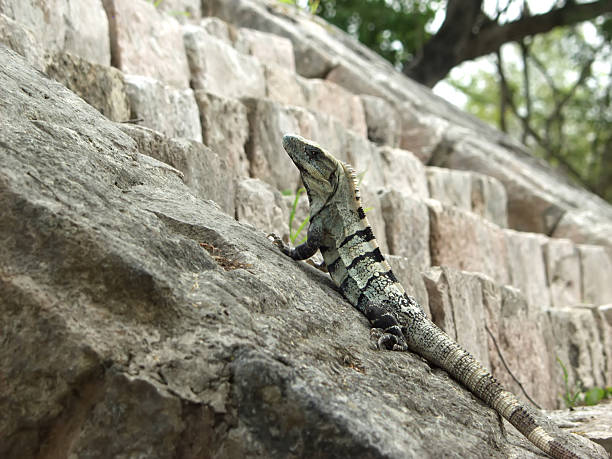 templo iquana em etapas - chichen itza mayan mexico steps - fotografias e filmes do acervo