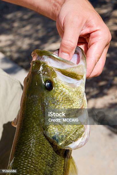 Bass Nº 5 - Fotografias de stock e mais imagens de Achigã - Achigã, Anzol de Pesca, Ao Ar Livre