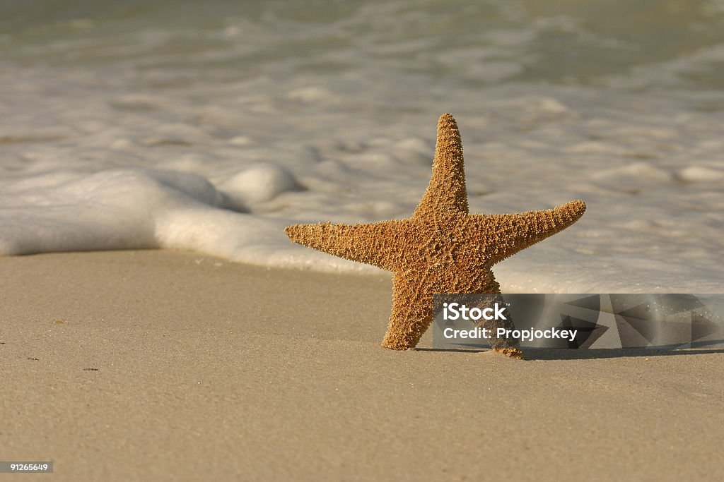 Estrela-do-mar com o Surf - Foto de stock de Areia royalty-free
