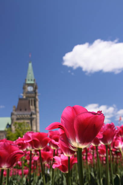 rosa tulipanes en parliament hill - ottawa tulip festival fotografías e imágenes de stock