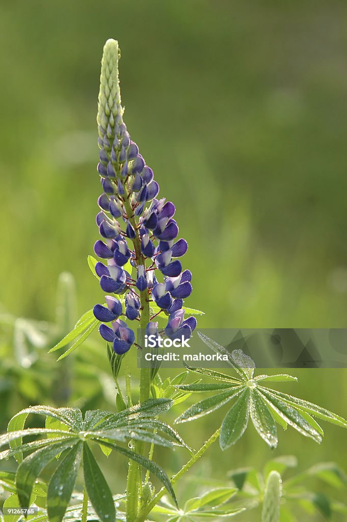 flor - Foto de stock de Azul royalty-free