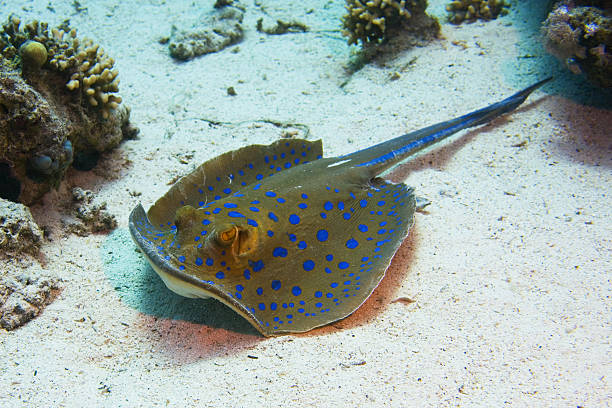 blue spotted stingray stock photo