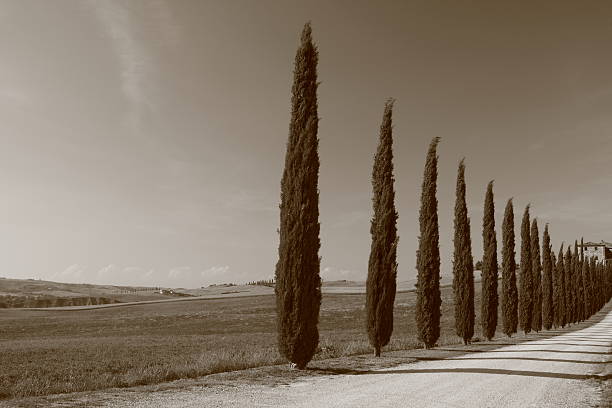 istock Some Cypress Trees of Orcia 91266237