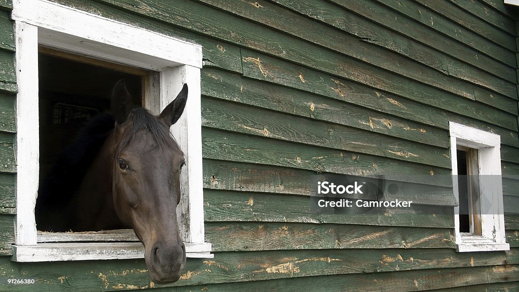 Lonely caballo mirando por la ventana - Foto de stock de Aire libre libre de derechos