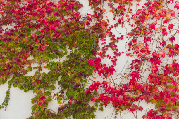 istock ivy growing on a concrete wall 912664724