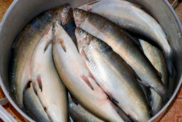 istock Fresh raw Fish at the fish market. 912665070