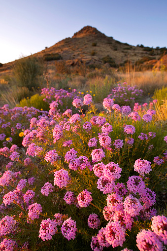 An events who appears only each 6 years, flowers in the desert of the most dry of the world