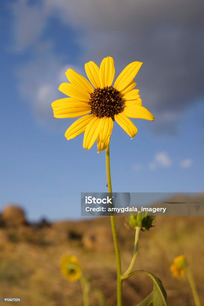 Один Полевой цветок закате - Стоковые фото Нью-Мексико роялти-фри