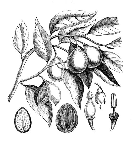 istock Antique illustration of plants: Myristica fragrans 912673024