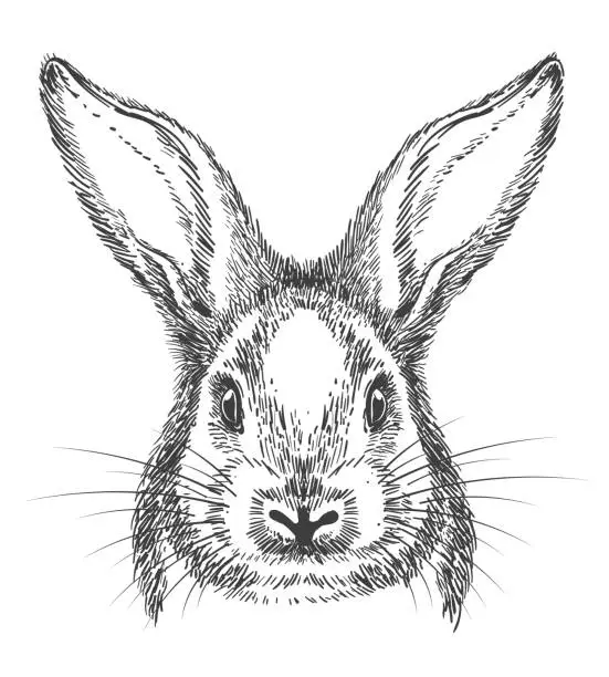 Vector illustration of Vintage hand drawn bunny face sketch