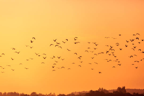 istock Birds flying in the rays of dawn 912680480