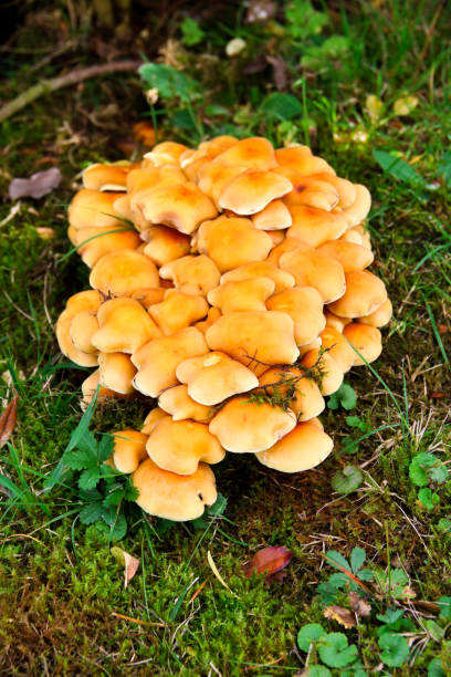 istock Toxic mushrooms in Nature 912680568