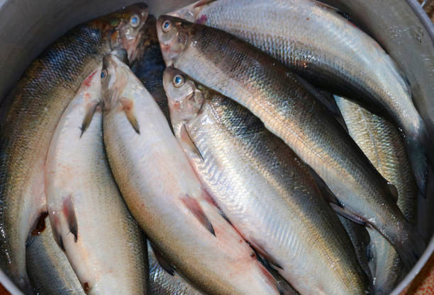 istock Fresh raw Fish at the fish market. 912680704