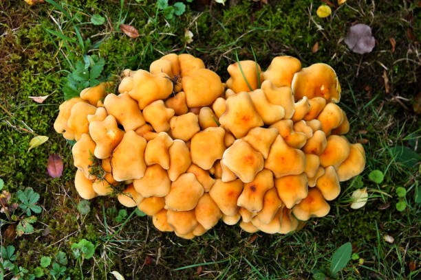 istock Toxic mushrooms in Nature 912681614