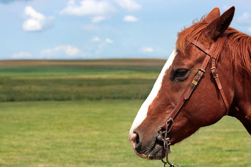 南アルバータ、カナダの馬の頭 - ストックフォト・写真素材...