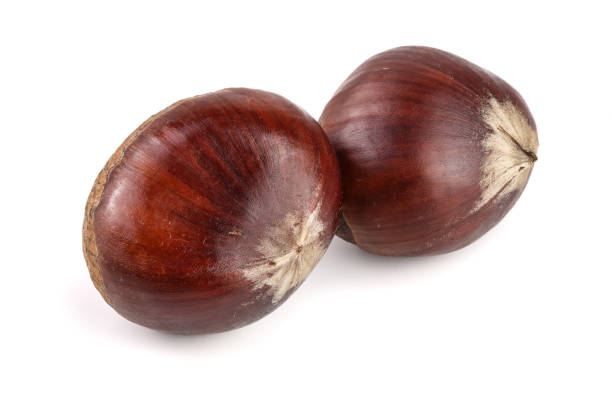 castanha comestível fresca, isolada no fundo branco - chestnut nut isolated brown - fotografias e filmes do acervo